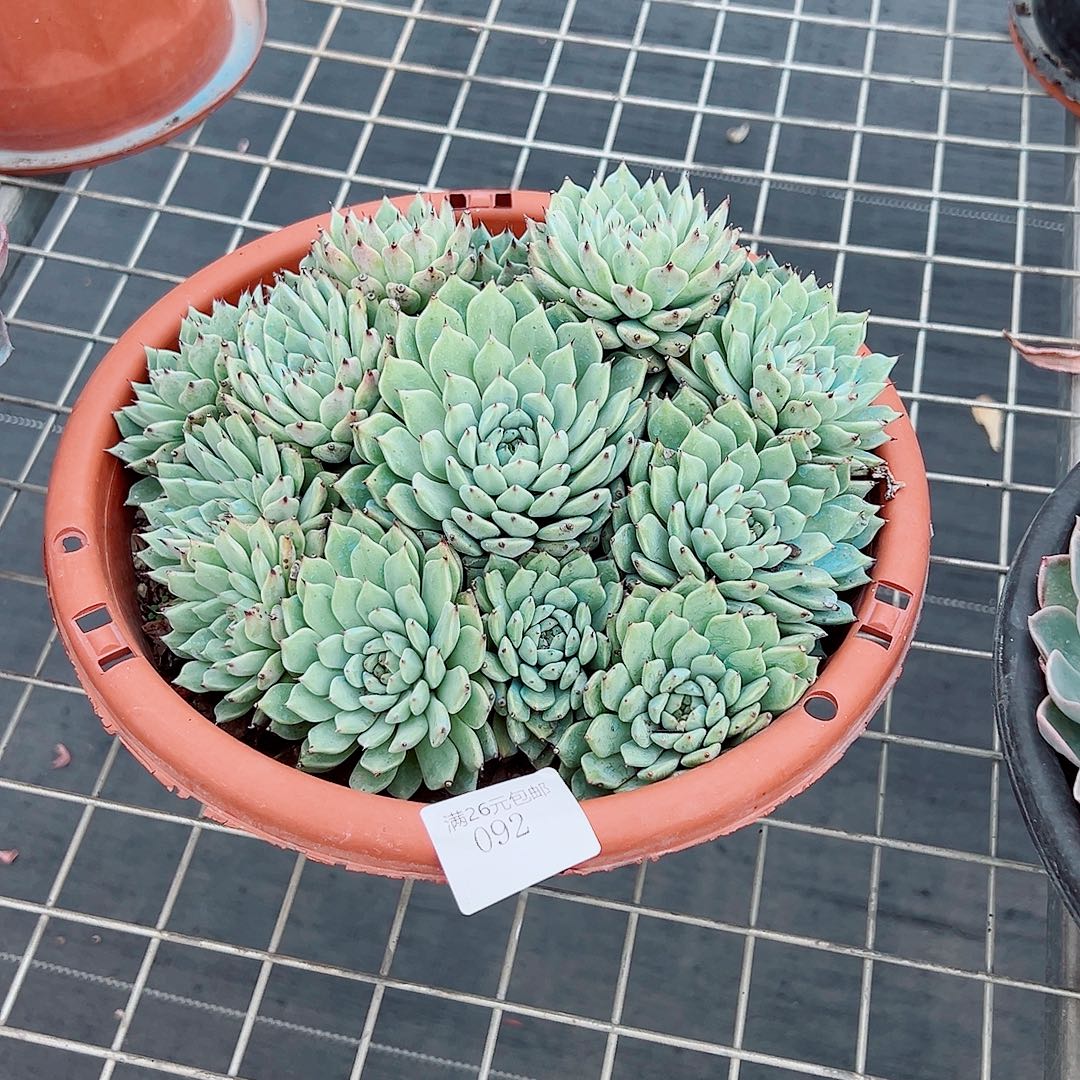 笃***笃092绿爪多肉植物多肉