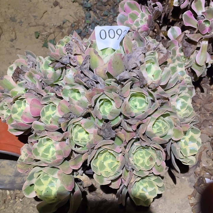 多肉植物法师93妖月