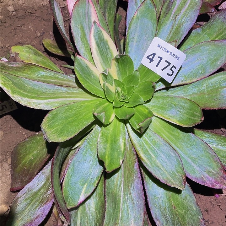 4175魅影七彩多肉植物