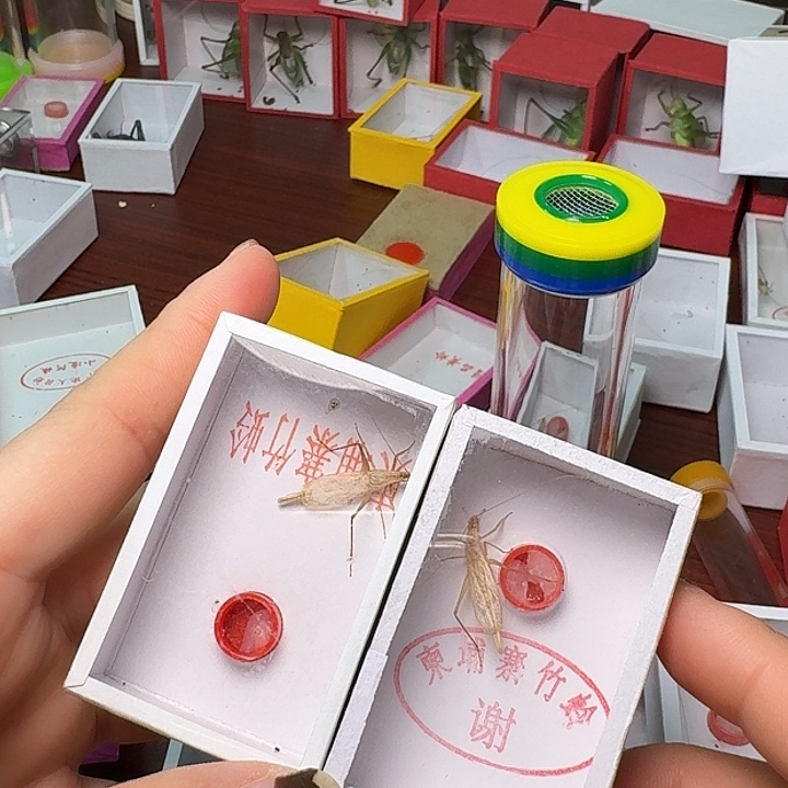 B****蟋蟀6只长短须竹林加扎嘴。        