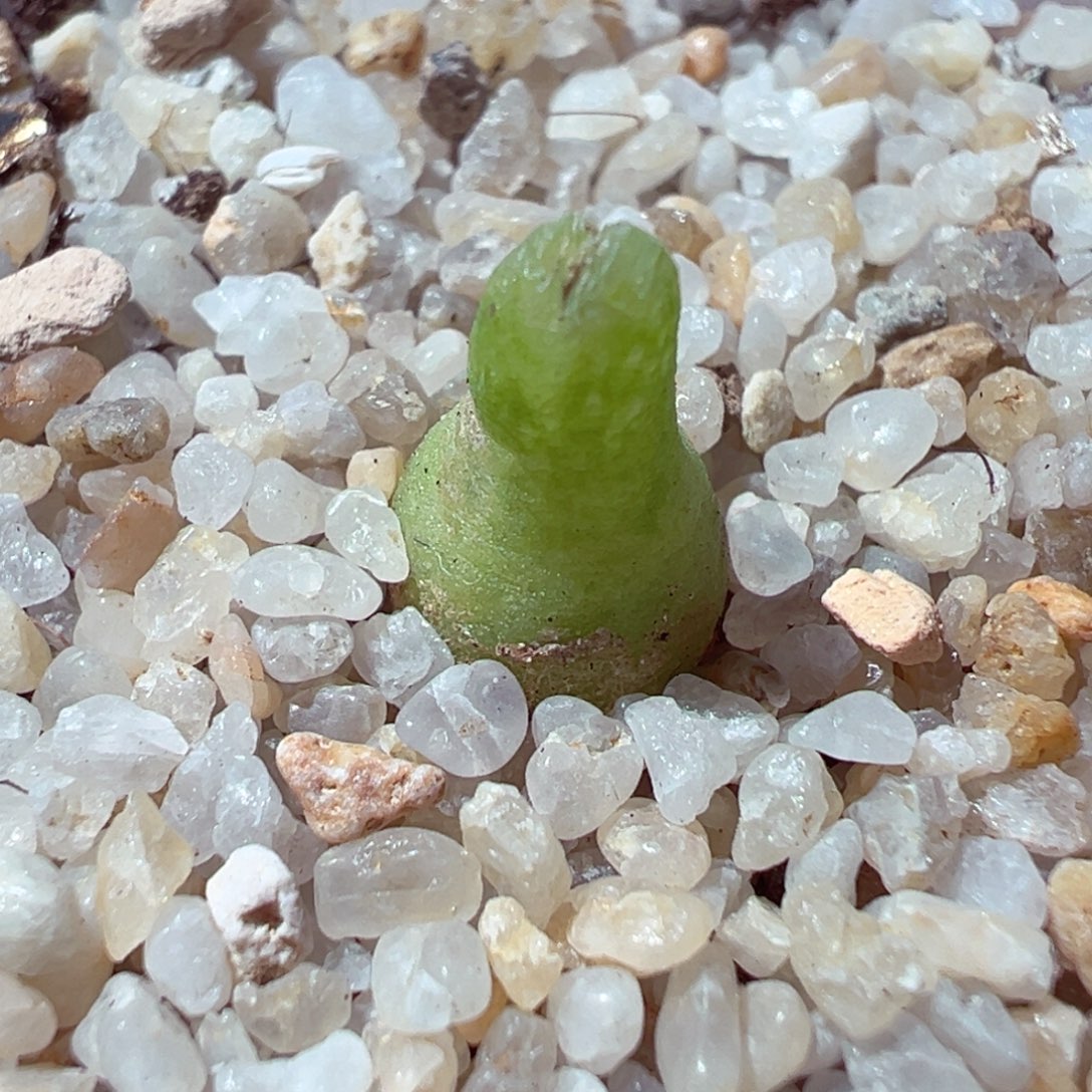 103-270多肉多肉小葫芦