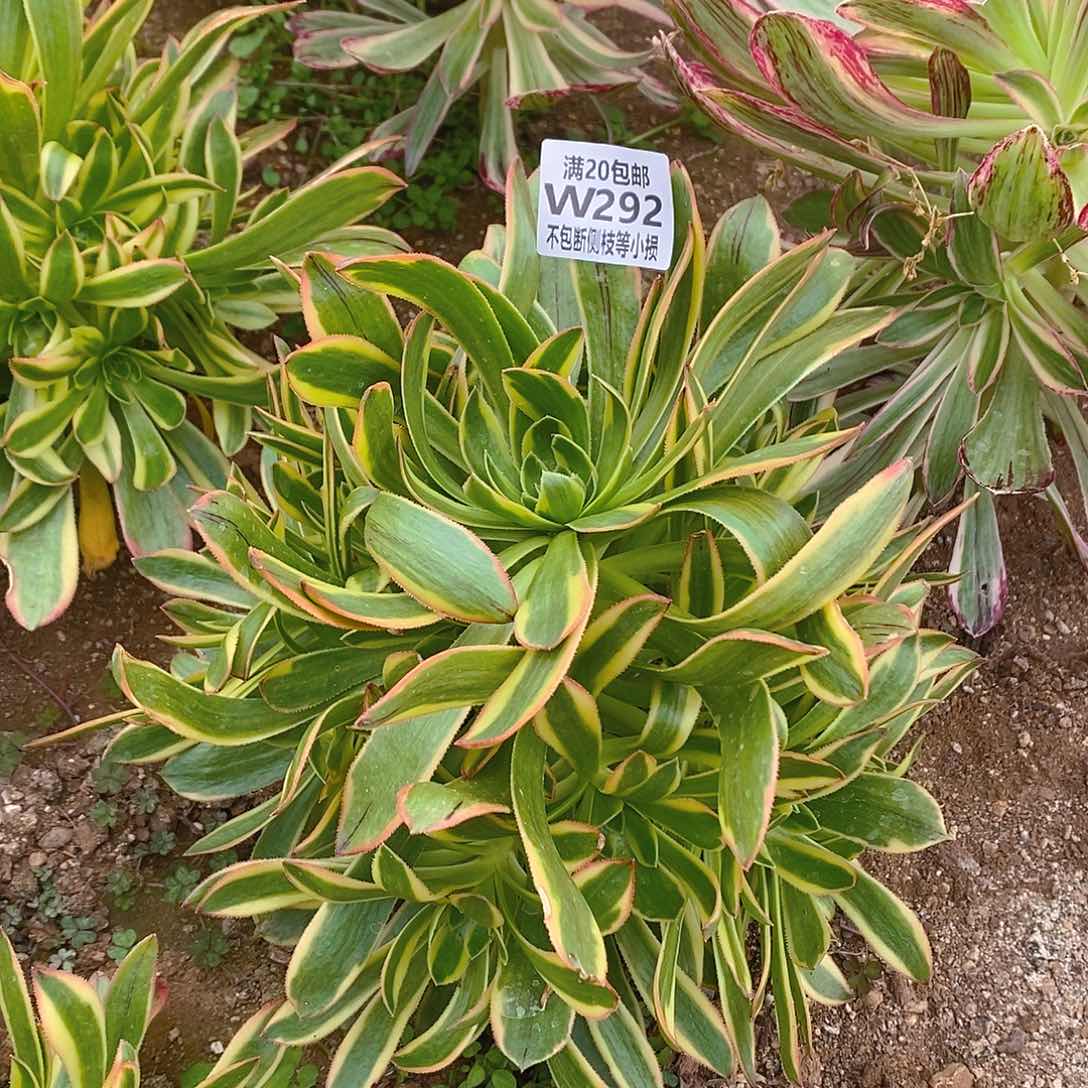 292宽叶虞姬多肉法师锦