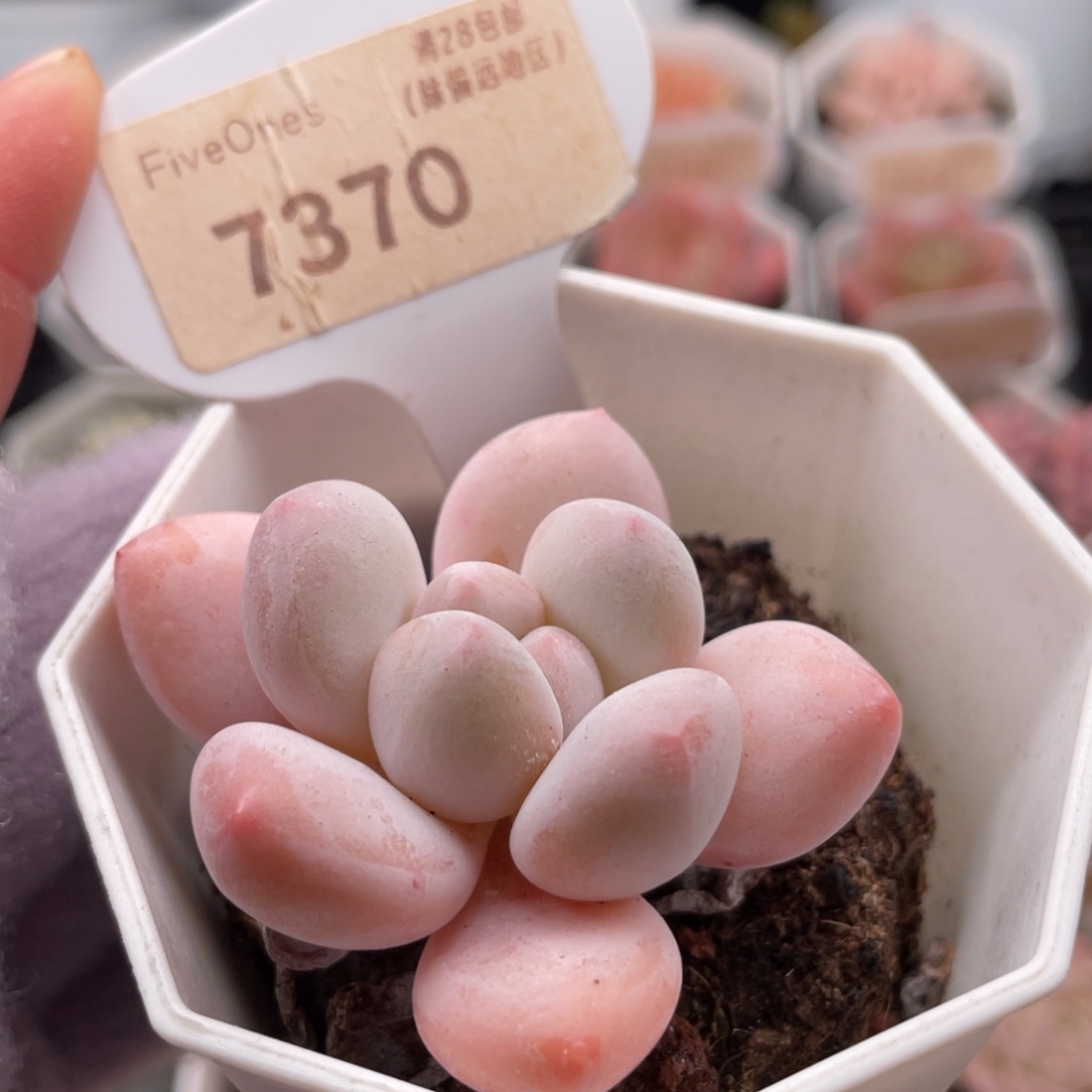 香水7370-5.0厘米