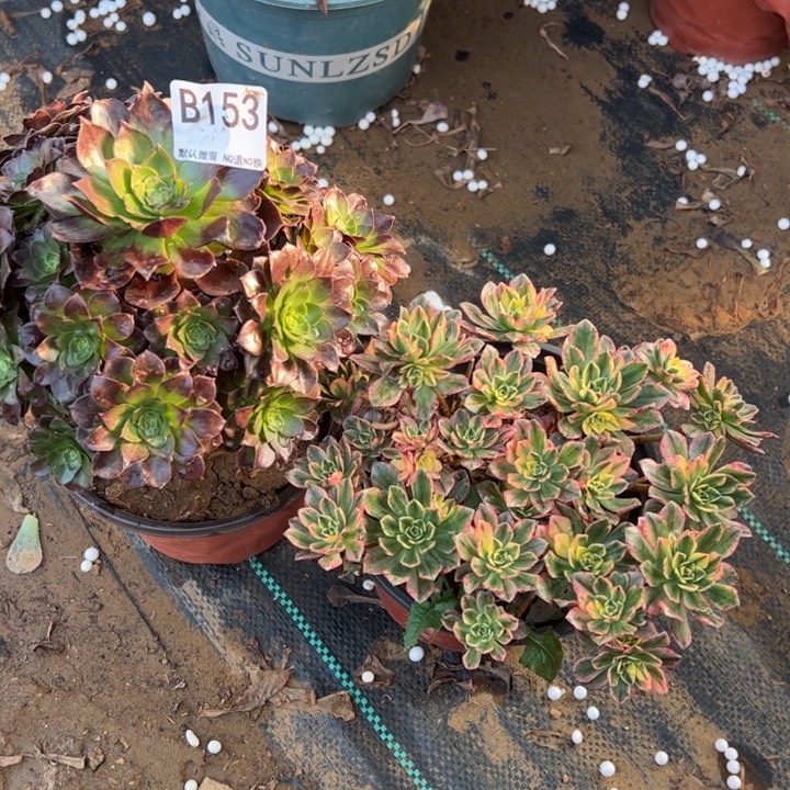 赤炎链甜茶多肉植物153.