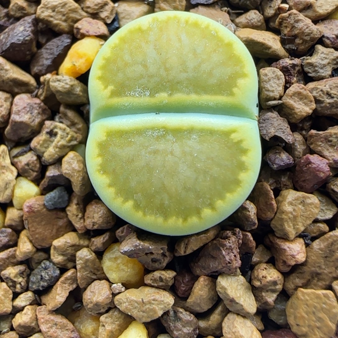 181 生石花大棚直播