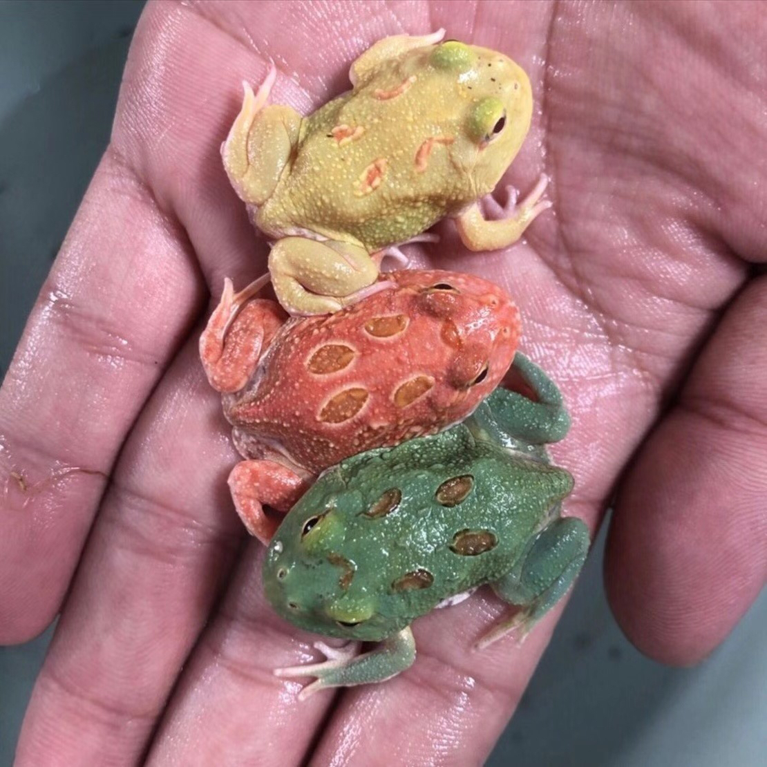 南美角蛙活体宠物异宠两栖爬宠新手适养