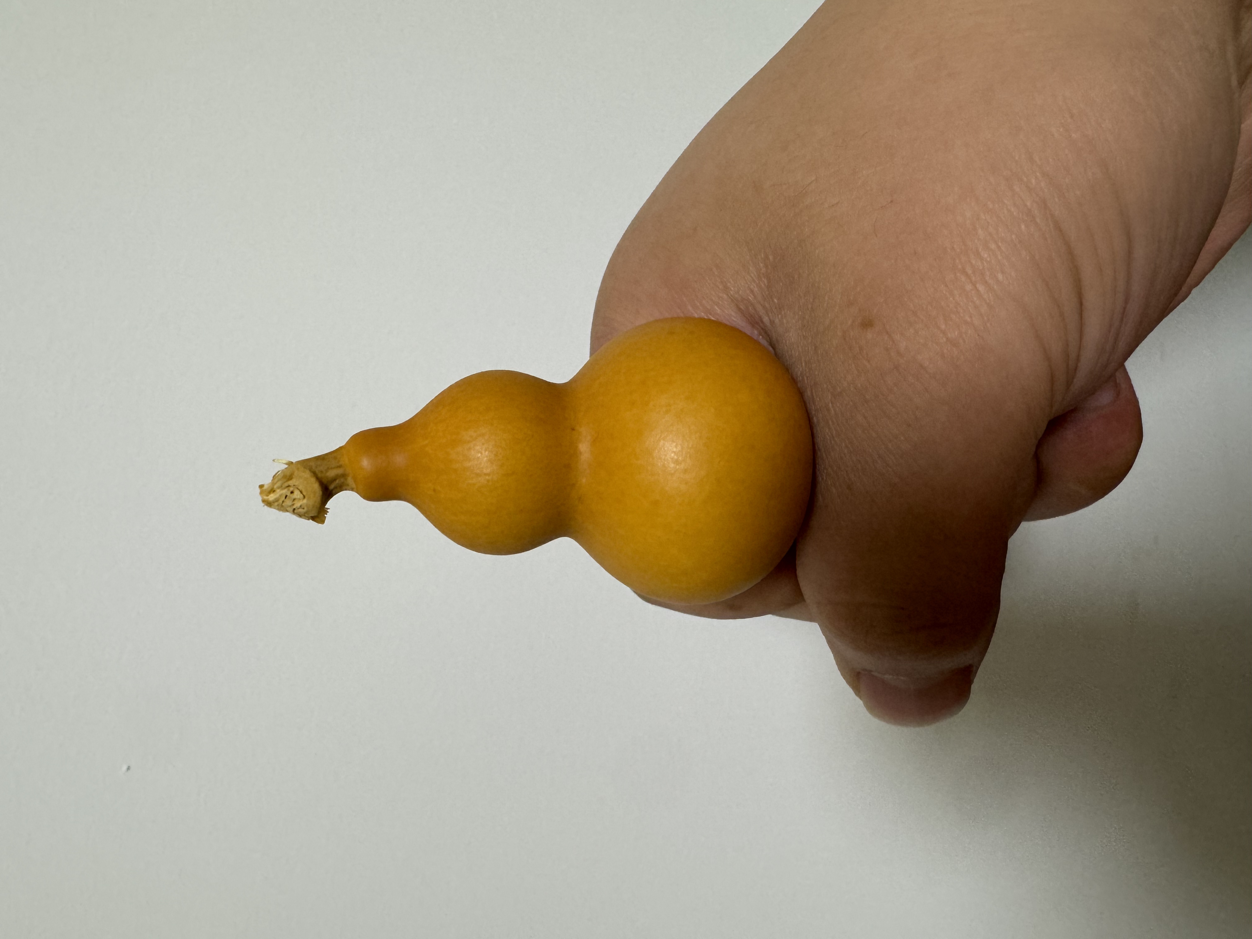 天生地长小葫芦一枚