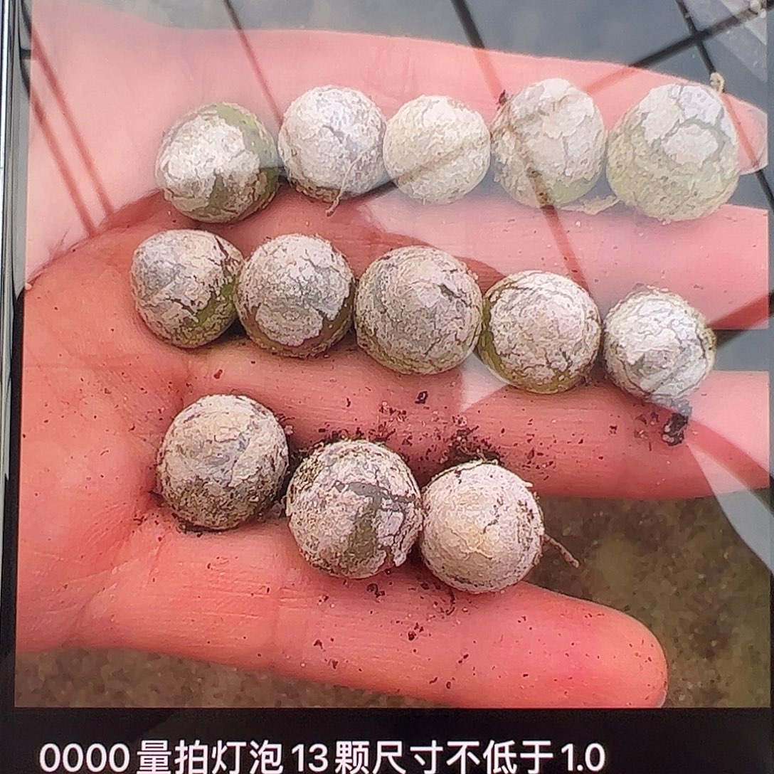 0000604量拍灯泡13颗尺寸不低于1.0脱土发