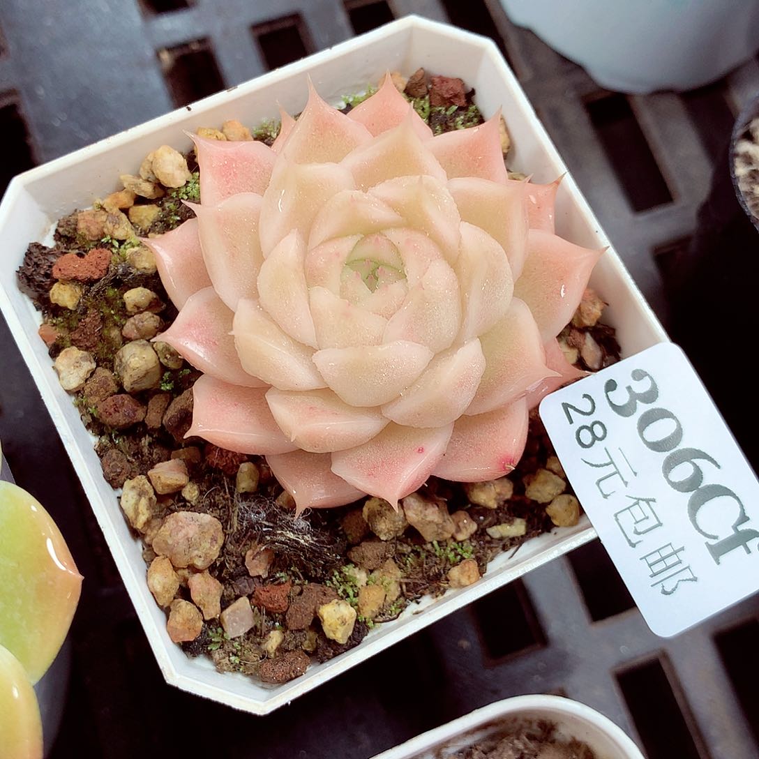 5厘米盆精控多肉306