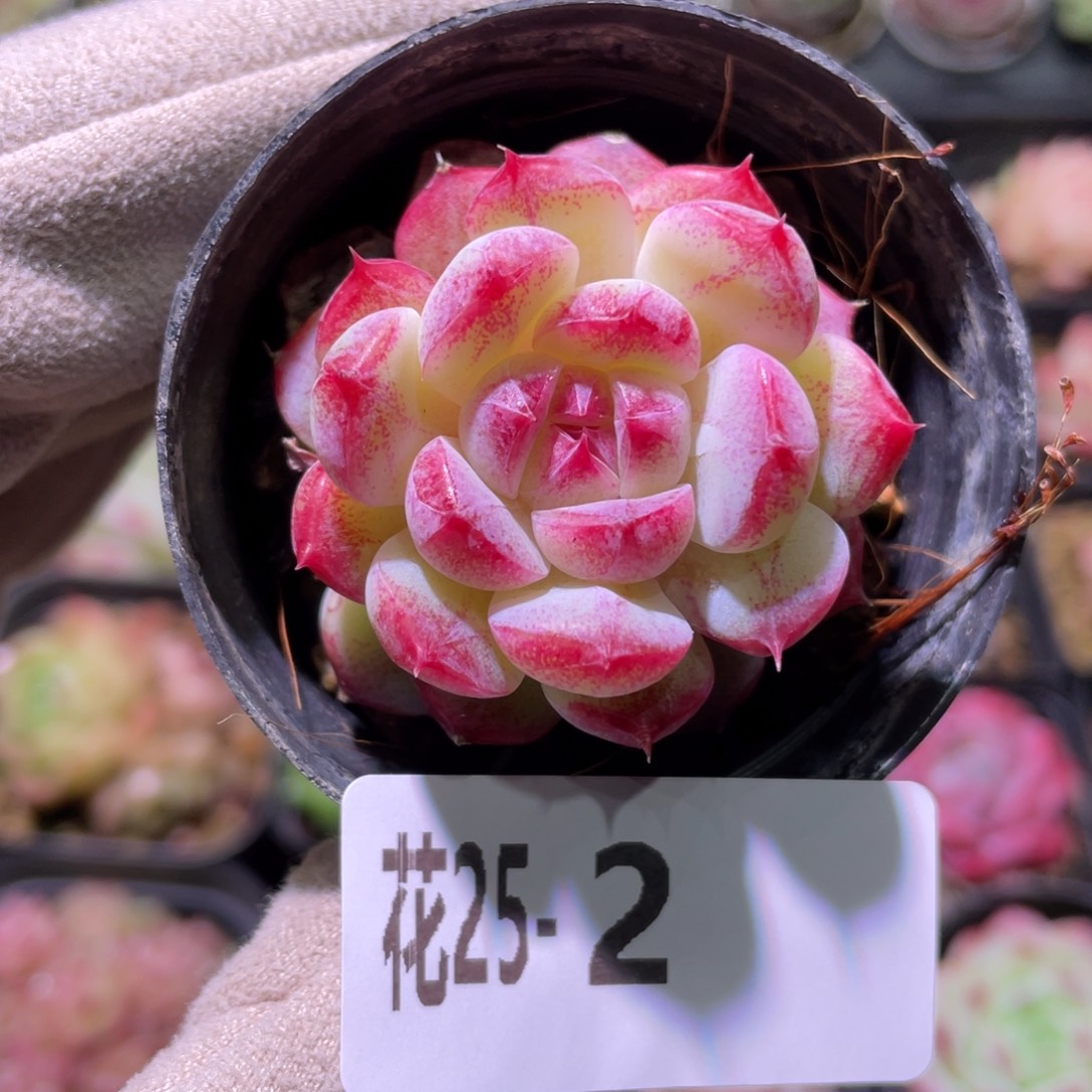 花利美25-2新品单头