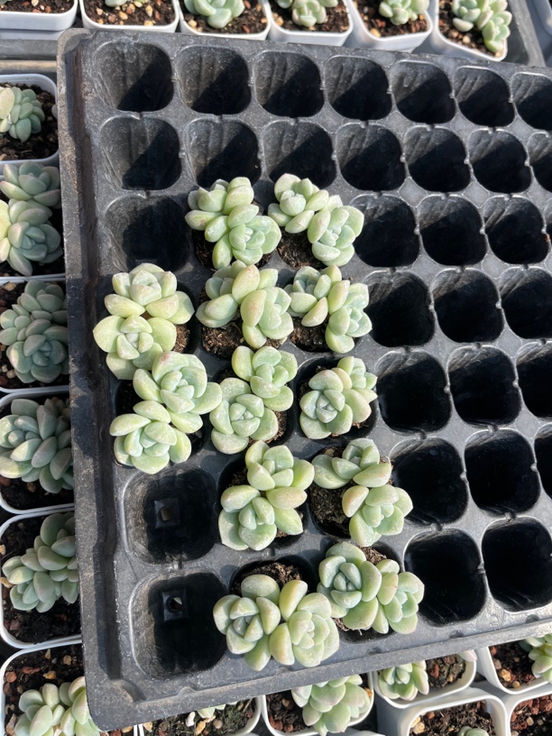 多肉植物一物一拍