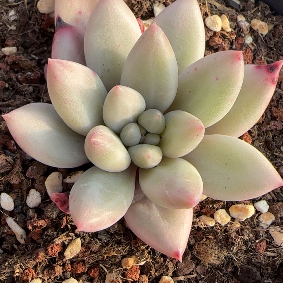 红蜻蜓锦多肉植物