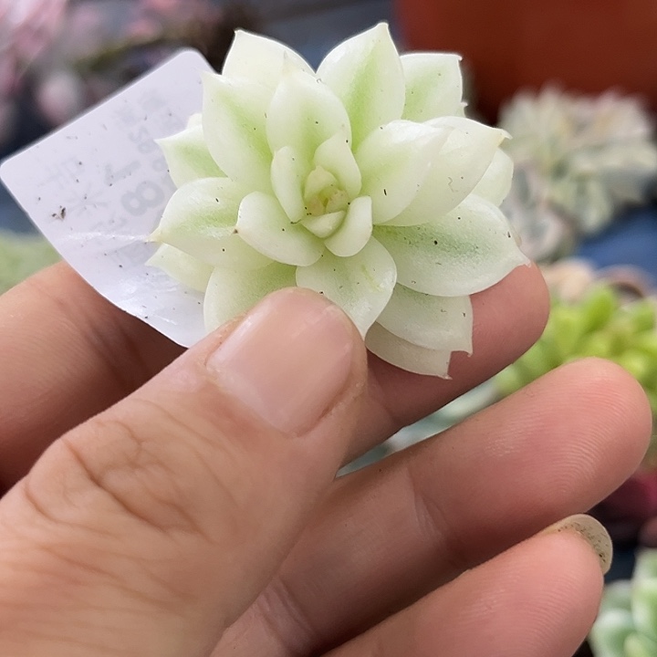 1849大锦边黑水晶锦炸