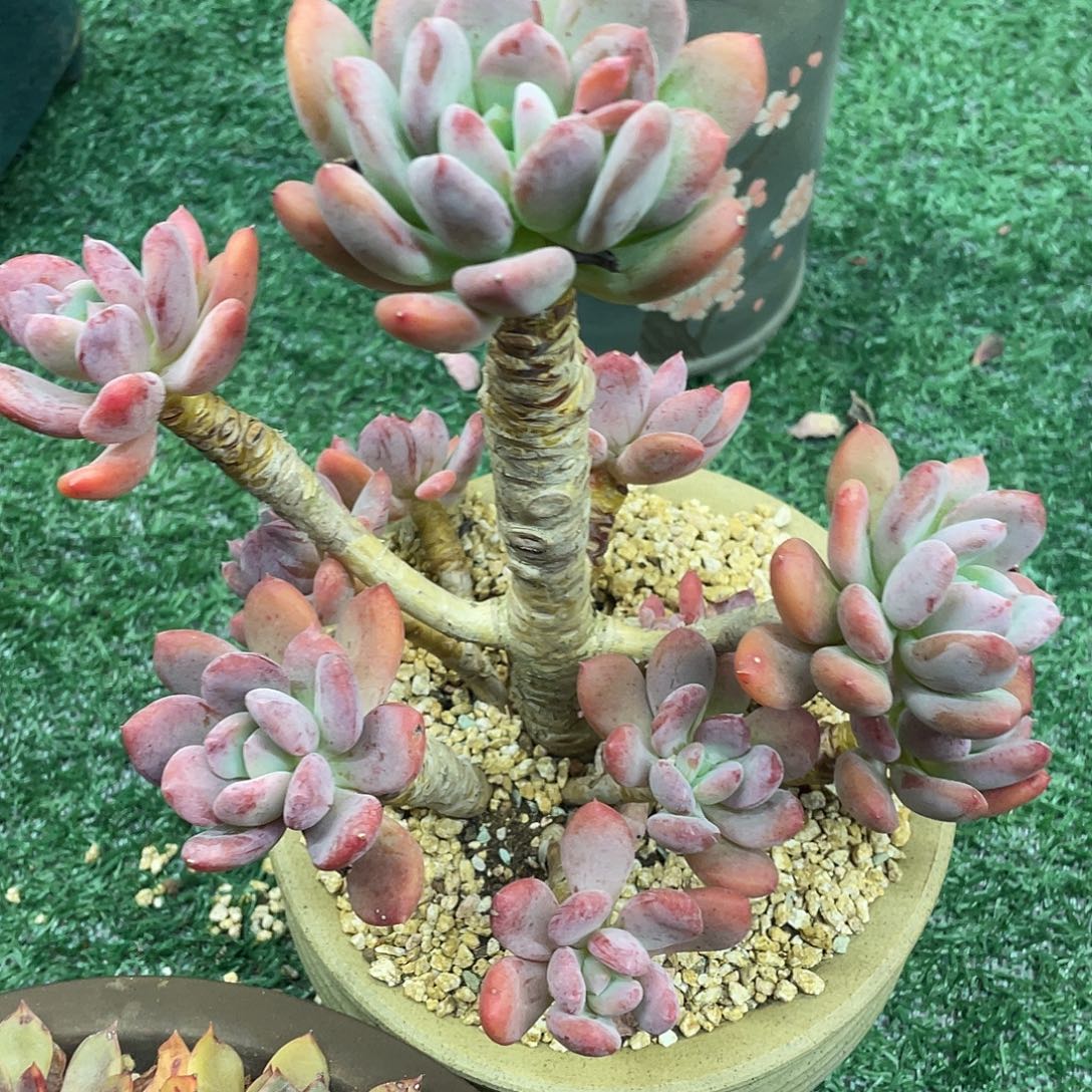 灰菇凉一物一拍28包邮非偏远