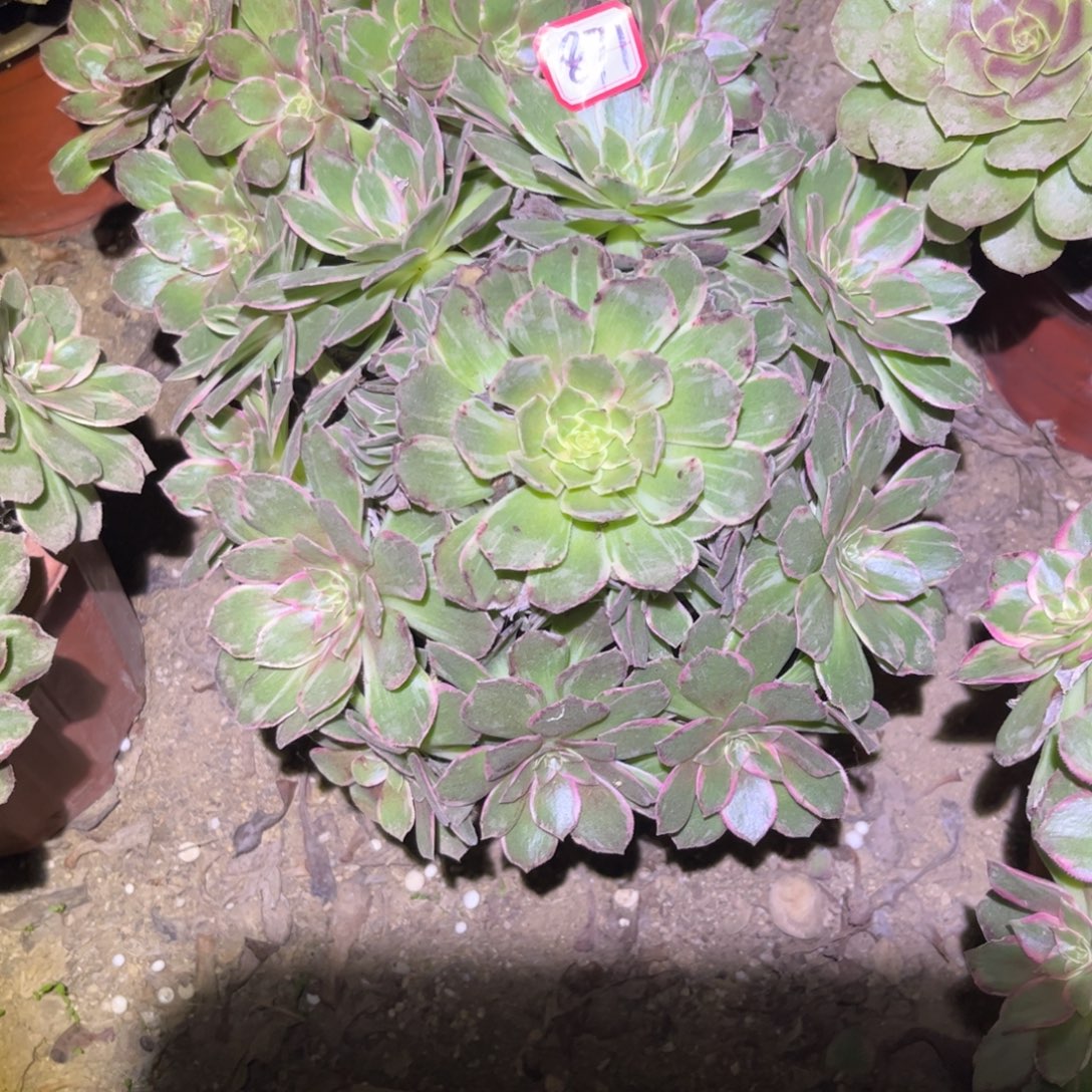 871多肉植物万花筒云南版