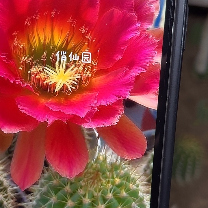 闭月毛花柱6-7厘米起