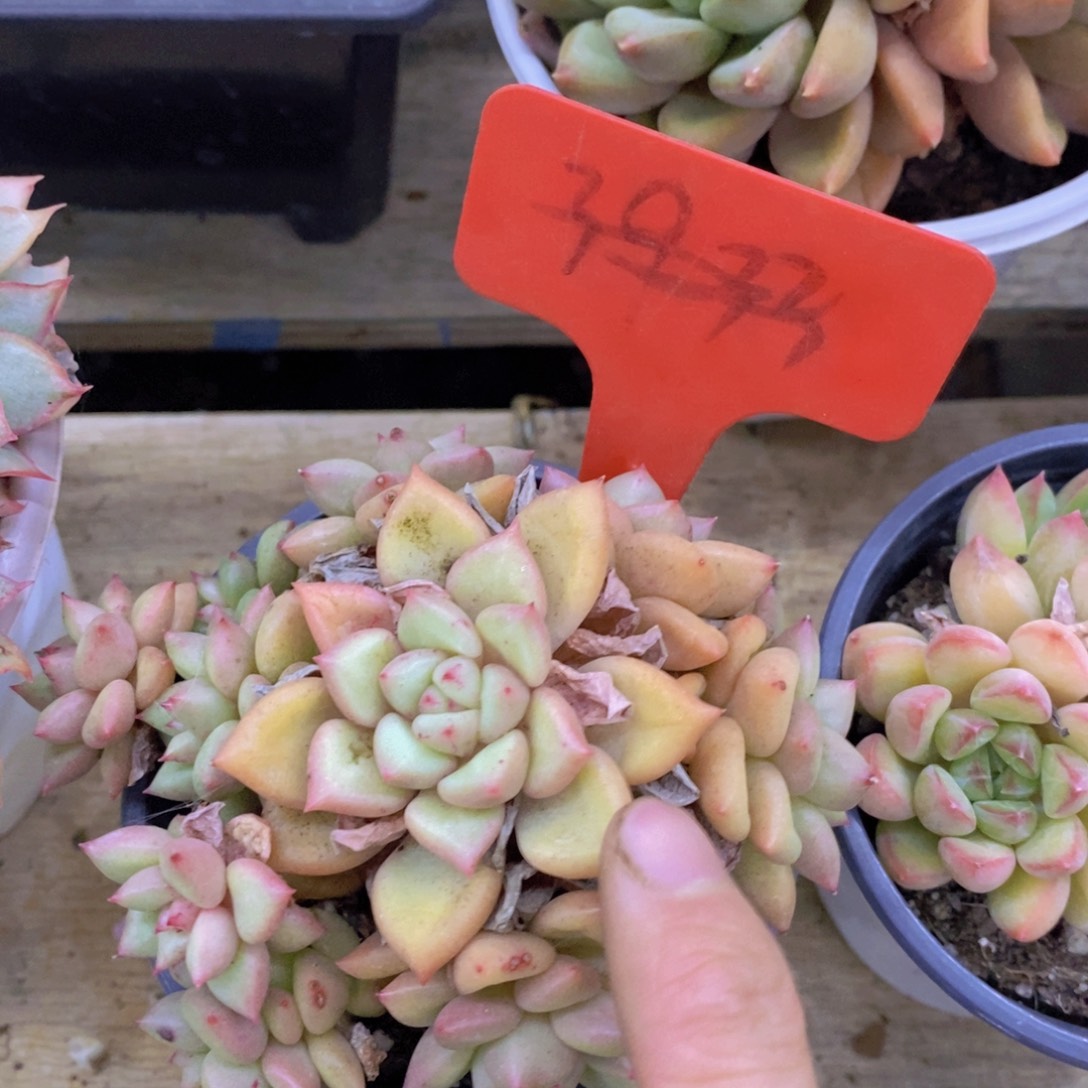 开心多肉，清货场1