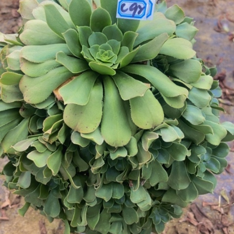 绿玫瑰多肉植物92多肉