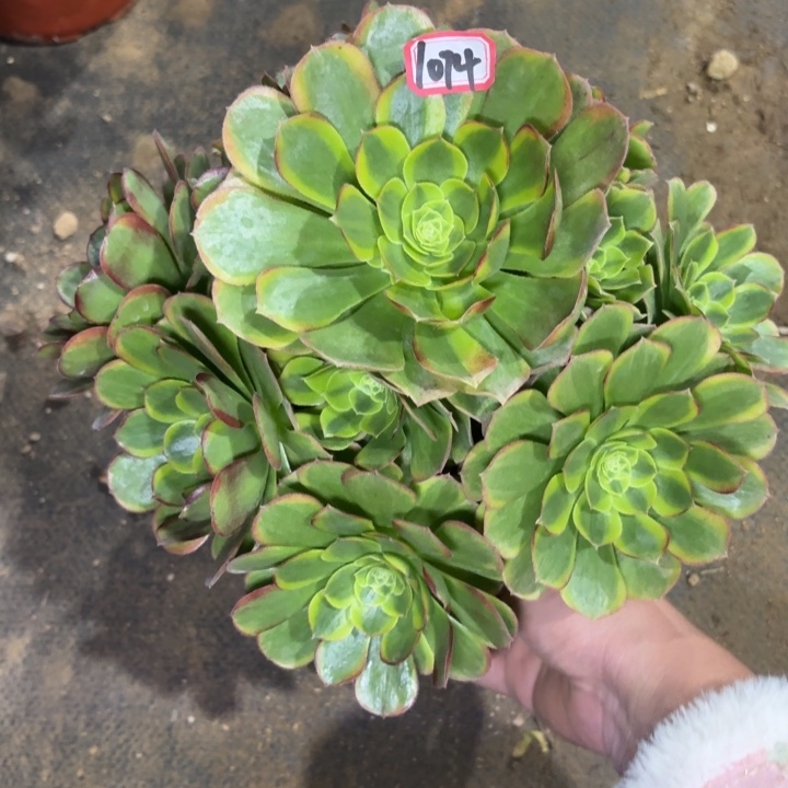 一物一拍万奶白1074