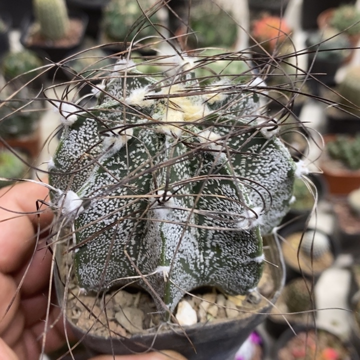 实生瑞凤玉银纱特价