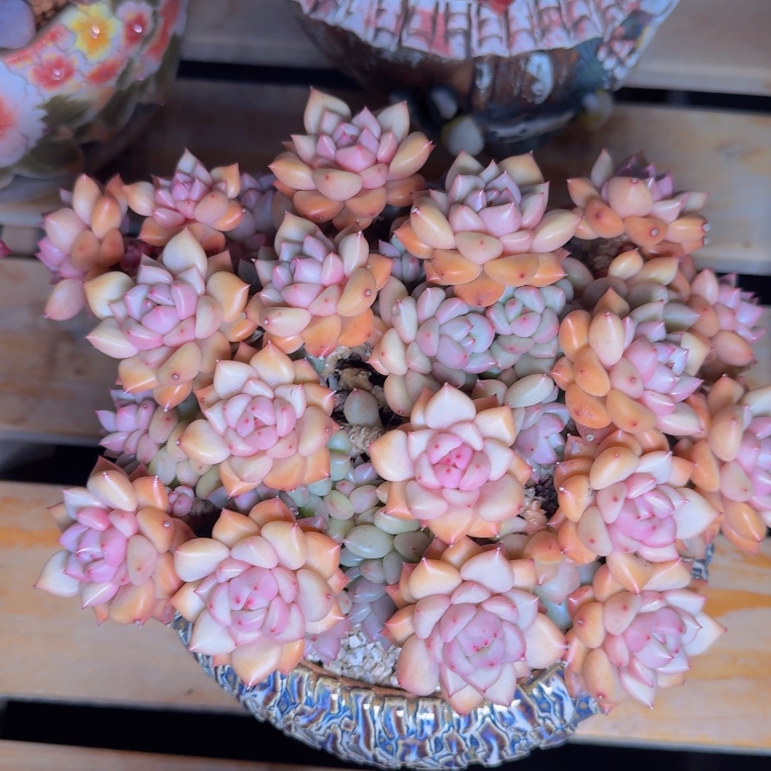 瑾***怡多肉植物的生长发育和生长发育