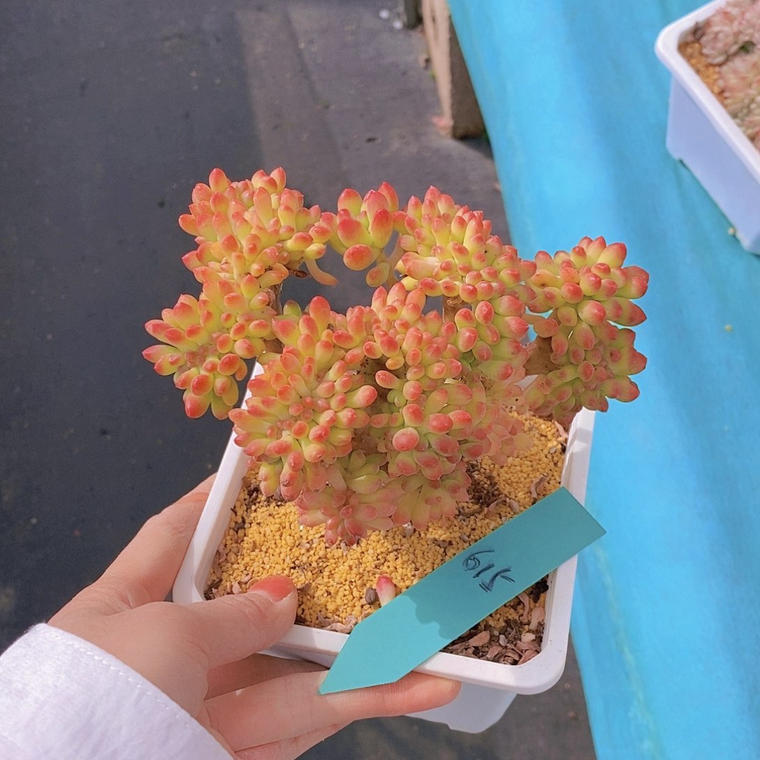 615多肉植物老桩