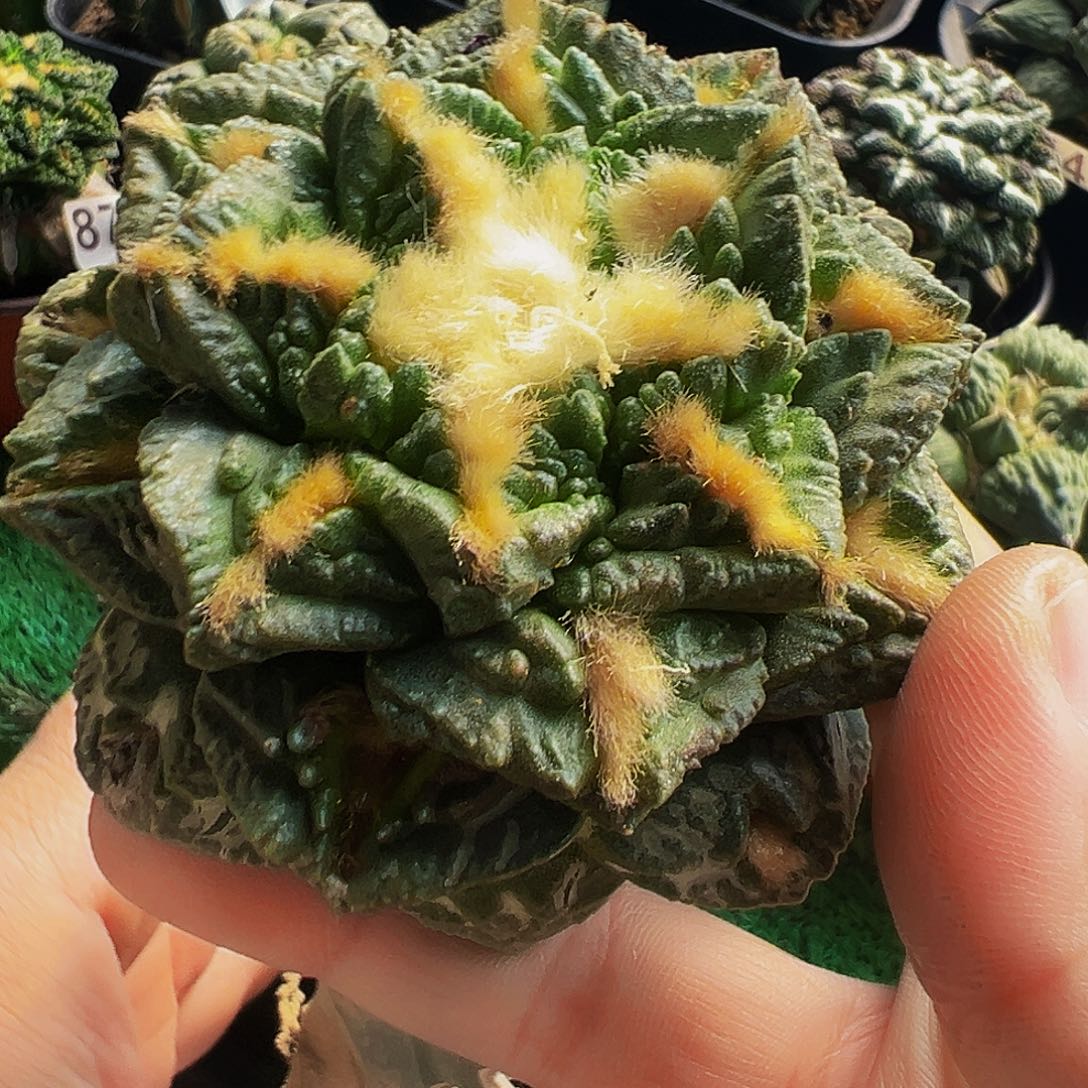 无花朵福利隔尤龟甲牡丹274