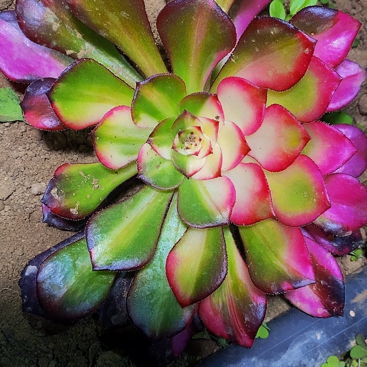 铜壶七彩多肉植物