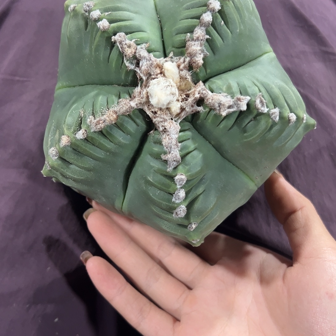 L***L实生鸾凤玉一物一拍