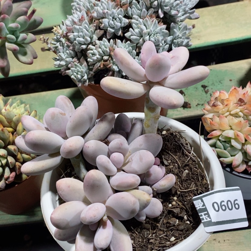 【闪购商品】鸡蛋奶0606