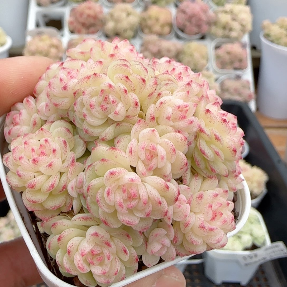 陪***浪【闪购商品】0203-160（ht-40）