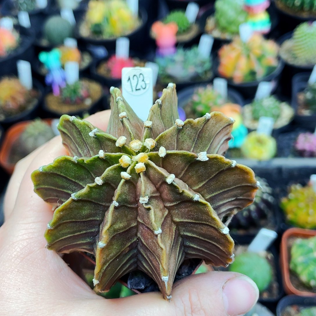 非偏远地区满25包邮仙人球