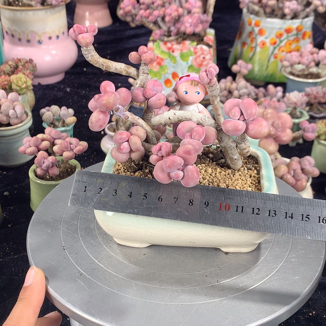 Ｖ****y20号带盆偏远地区不包邮的