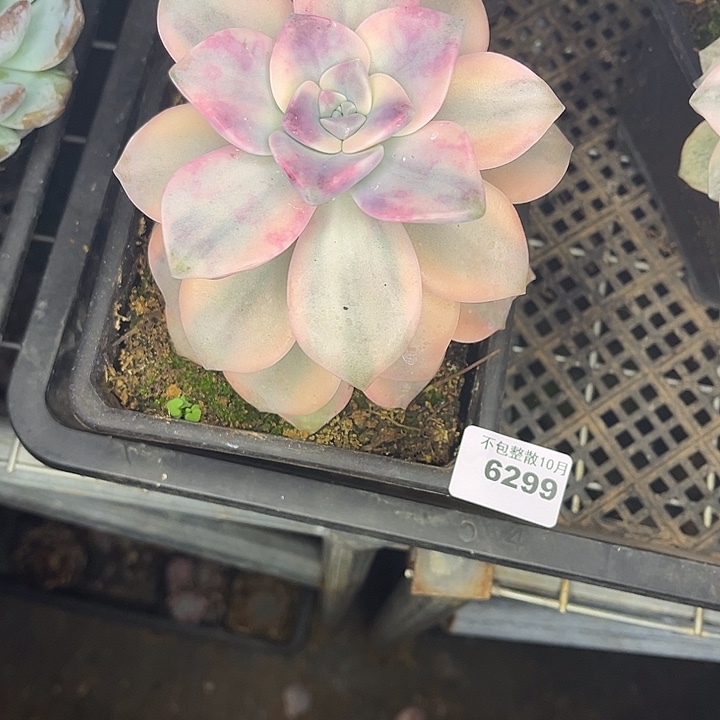 阿雅园艺。       6299紫乐锦