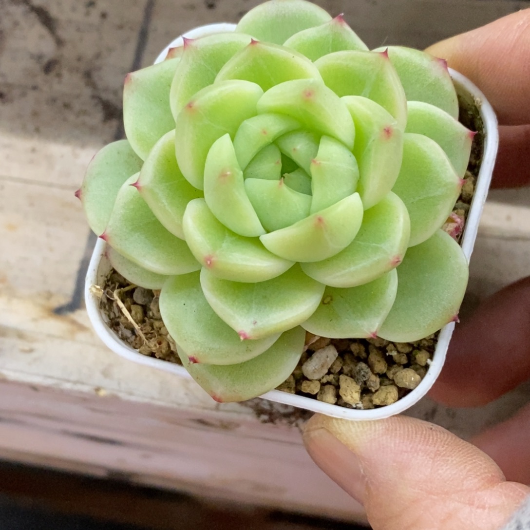 精品多肉一物一拍不包整480