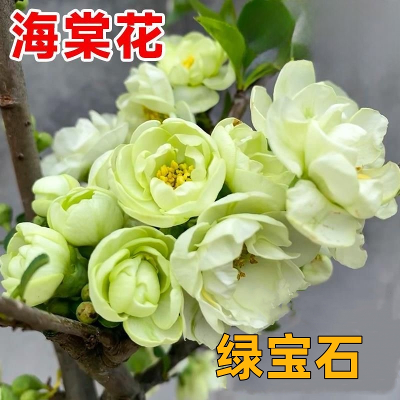 绿宝石海棠耐寒耐热易成活盆栽