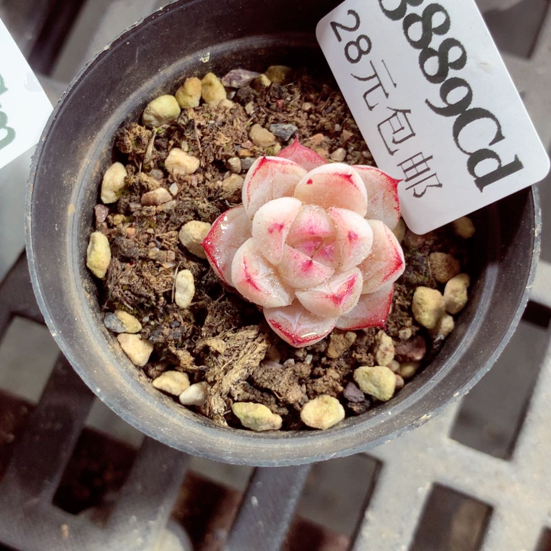 5厘米盆精控多肉3889