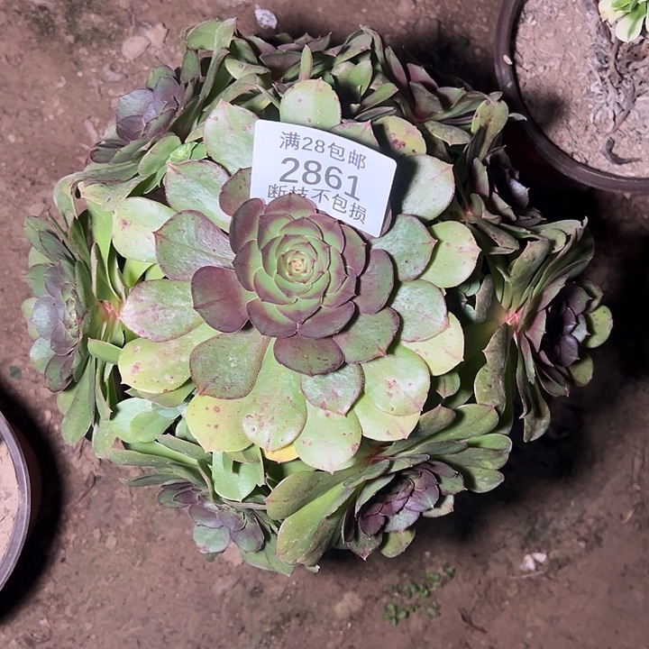 2861万圣节多肉植物