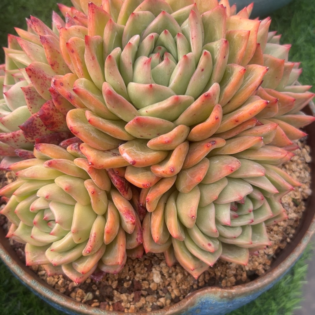 F*x香槟手捧，一物一拍