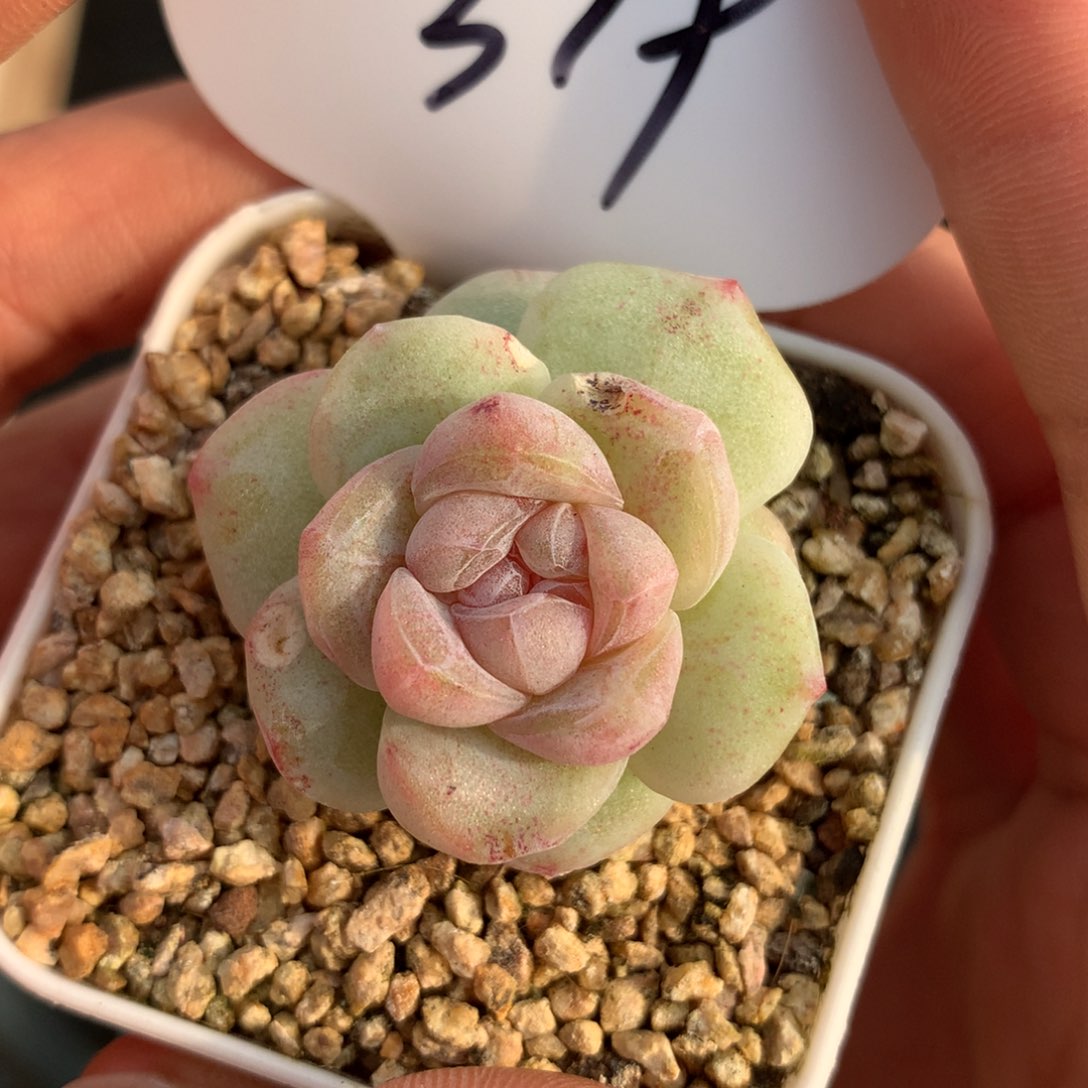 韩货冰玉石化单头319