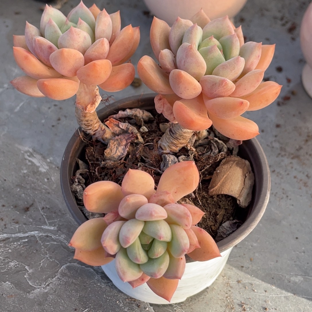 蜜桃格林三头老桩