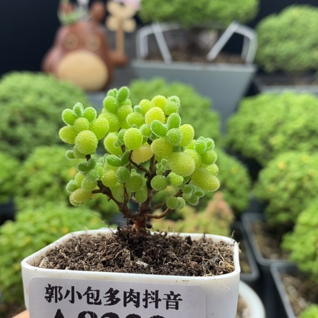 金橘糖球8323枝干番杏