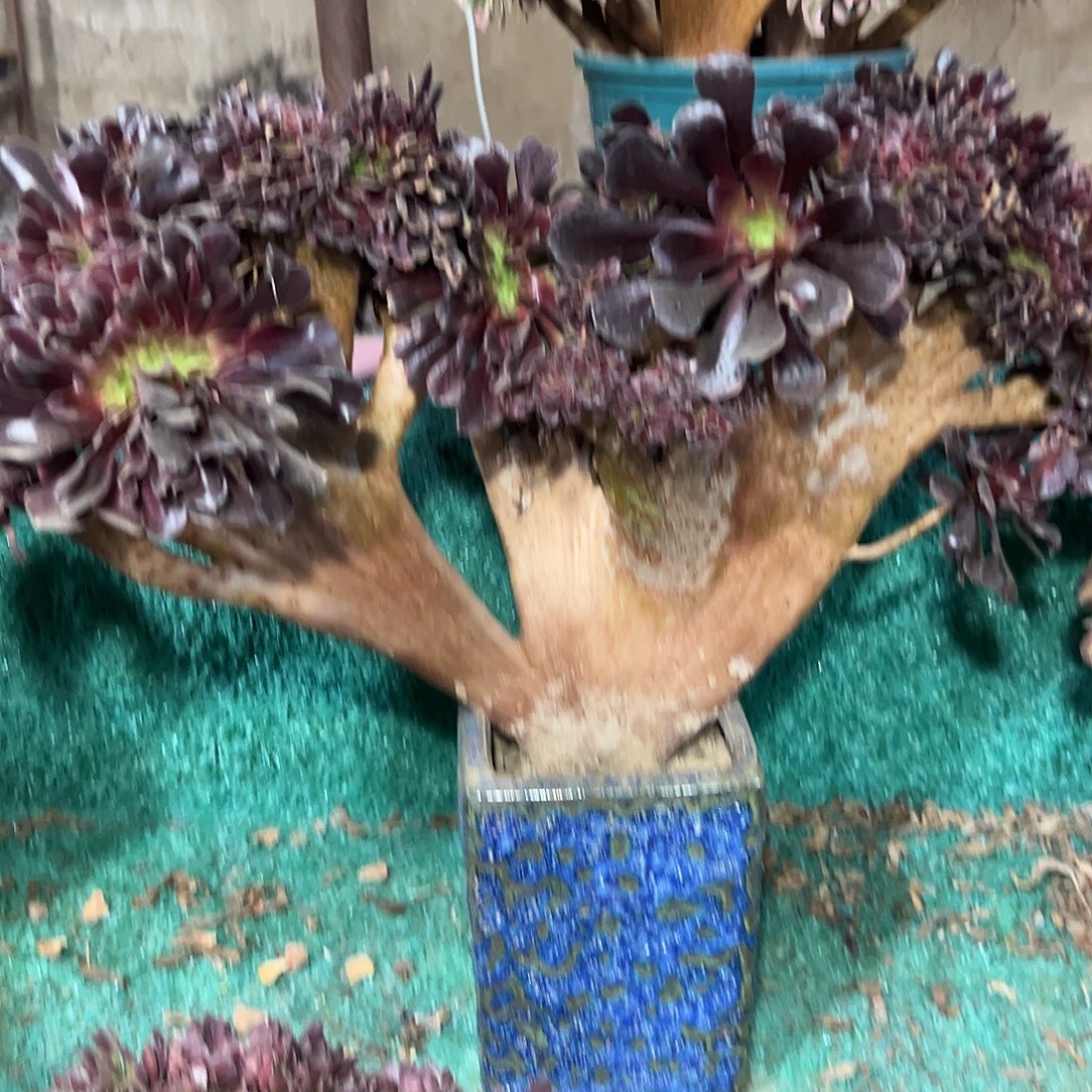 多肉植物欧子缀花335