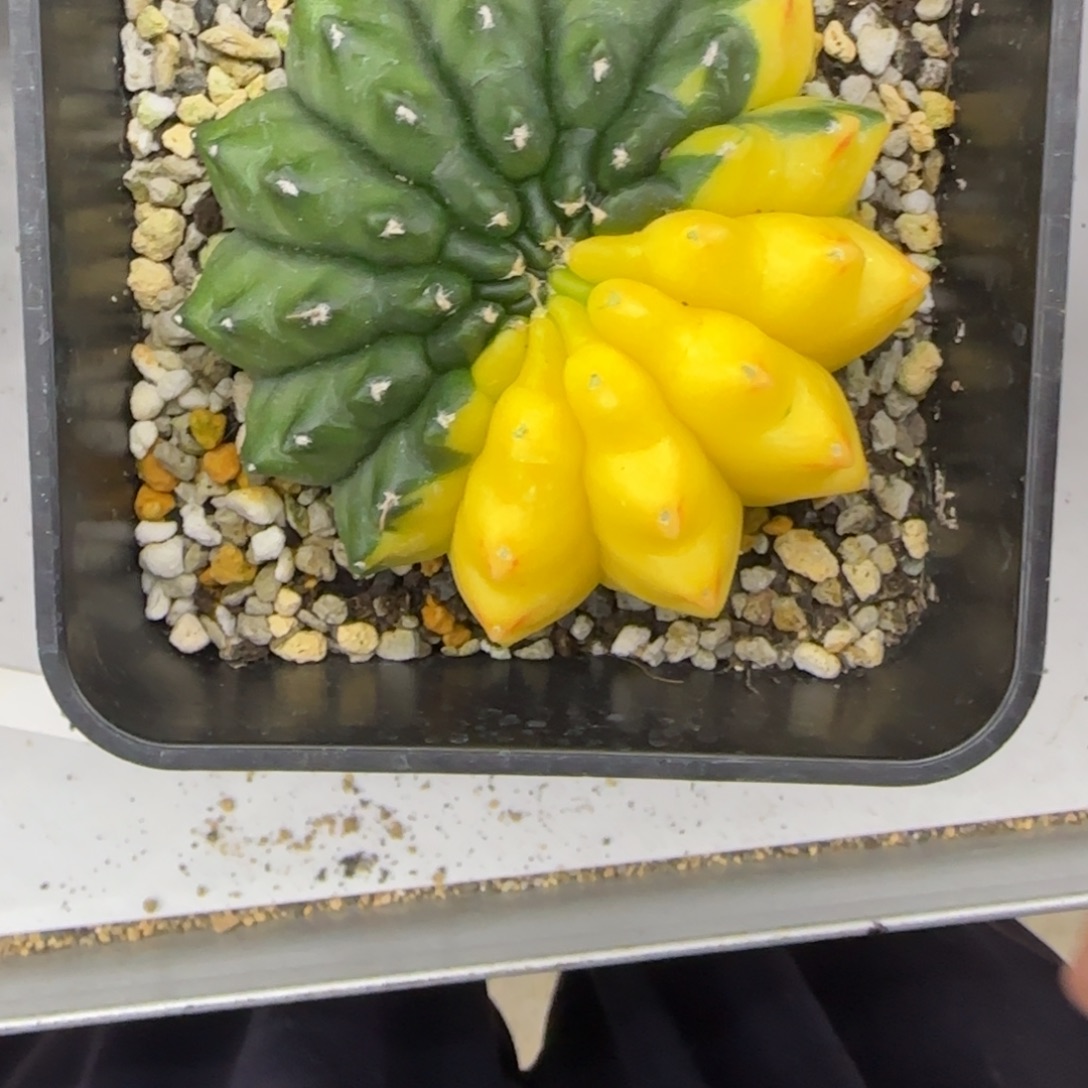 水***桃貘锦111111111111111