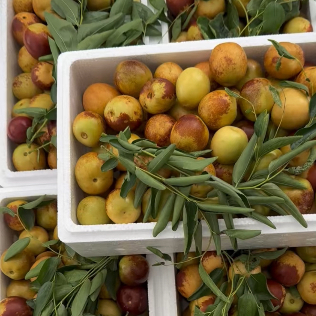 沾化冰糖冬枣现摘现发脆甜多汁应季新鲜水果