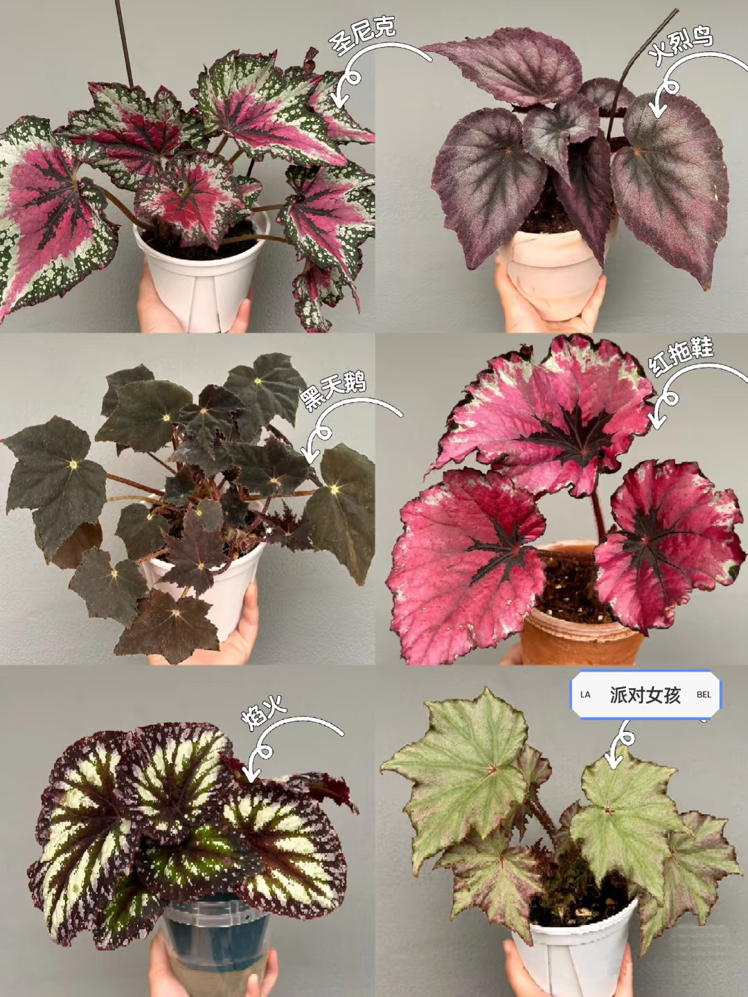 精品秋海棠绿植 一物一选 不包售后