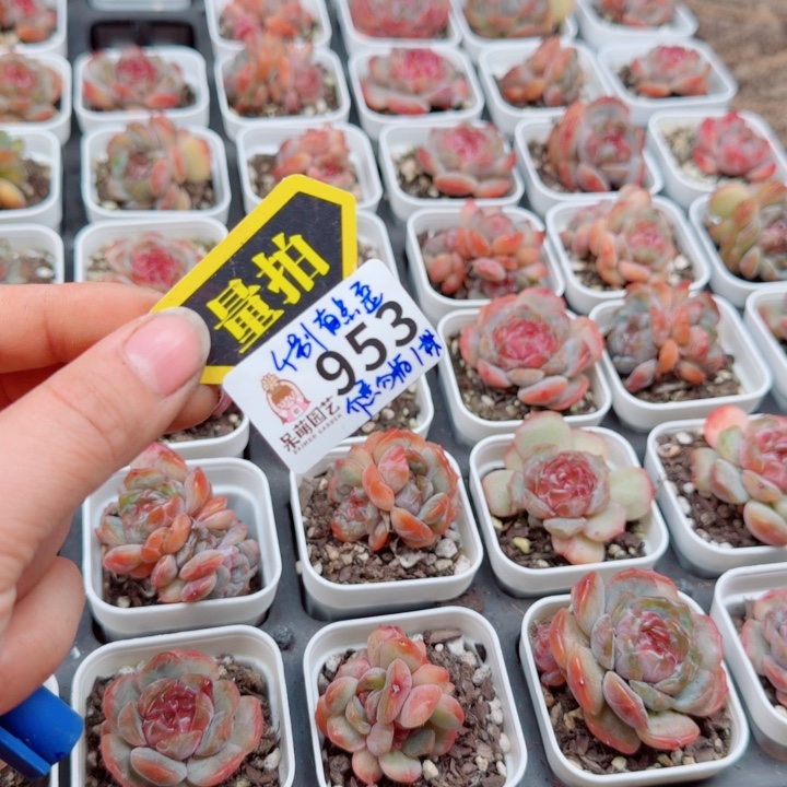 多肉植物多肉植物