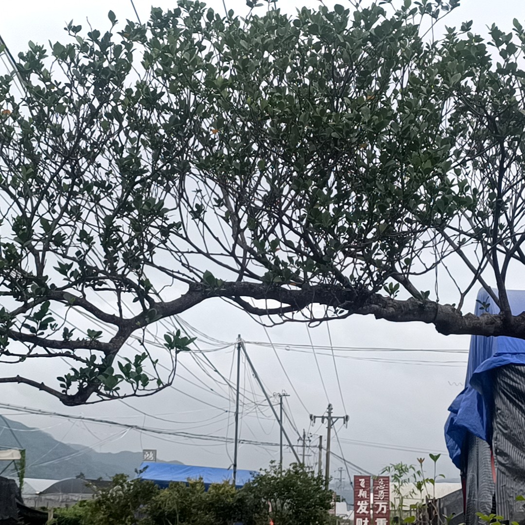 海岛小叶栀子花适合茶室空间与庭院造景