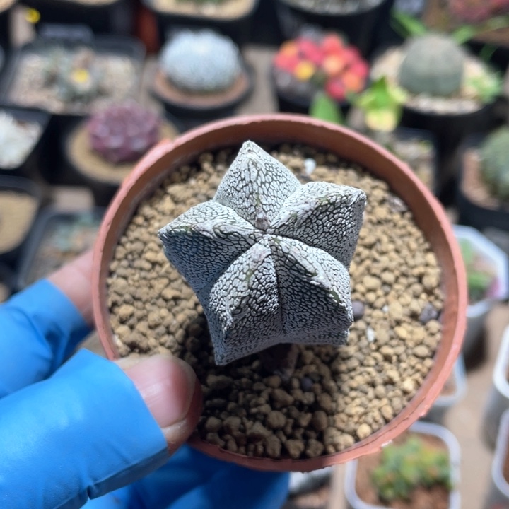 986实生带v恩冢仙人球