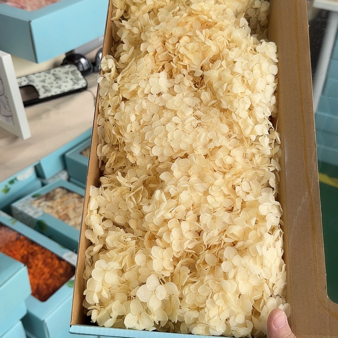 H13号鹅黄色安娜绣球